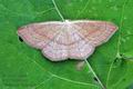 Cyclophora_linearia_hz9646