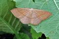 Cyclophora_linearia_hz9652