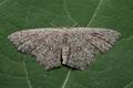 Cyclophora_pendularia_jc0730s