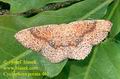 Cyclophora_porata_461