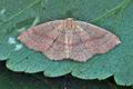 Cyclophora_porata_bs4884