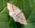 Cyclophora_punctaria_498