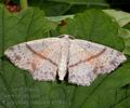 Cyclophora_punctaria_a3784