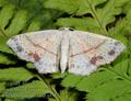 Cyclophora_punctaria_a4352