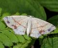 Cyclophora_punctaria_a4353