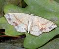 Cyclophora_punctaria_a4356