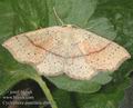 Cyclophora_punctaria_ab0036