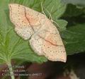 Cyclophora_punctaria_ab0037