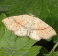 Cyclophora_punctaria_ab0039