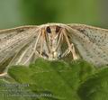 Cyclophora_punctaria_ab0044