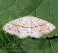 Cyclophora_punctaria_ab9683