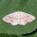 Cyclophora_punctaria_ab9686