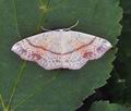 Cyclophora_punctaria_bh3022