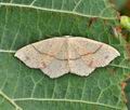 Cyclophora_punctaria_bs4038