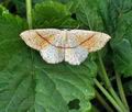 Cyclophora_punctaria_bt6532