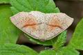 Cyclophora_punctaria_ch4339s