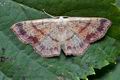 Cyclophora_punctaria_cp7882s