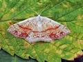 Cyclophora_punctaria_hy2920