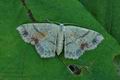 Cyclophora_punctaria_hy7064