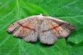 Cyclophora_punctaria_j3560s