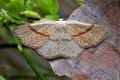 Cyclophora_punctaria_j3807s