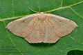 Cyclophora_puppillaria_co7621s