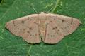 Cyclophora_puppillaria_co9241s