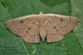 Cyclophora_puppillaria_co9277s