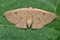 Cyclophora_puppillaria_co9289s