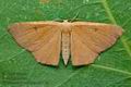 Cyclophora_puppillaria_cy2778s