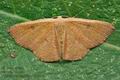 Cyclophora_puppillaria_cy5306s