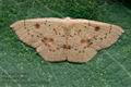 Cyclophora_puppillaria_cy9833s