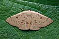 Cyclophora_puppillaria_dy8025s