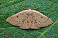 Cyclophora_puppillaria_dy8054s