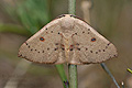 Cyclophora_puppillaria_dy8078s