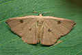 Cyclophora_puppillaria_jh6449s