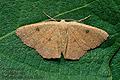 Cyclophora_puppillaria_jj1034s