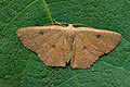 Cyclophora_puppillaria_jj1052s