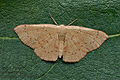 Cyclophora_puppillaria_jj3281s