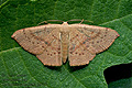 Cyclophora_puppillaria_jj3620s