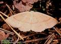 Cyclophora_quercimontaria_10487