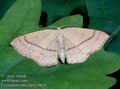 Cyclophora_ruficillaria_10634