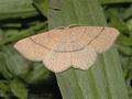 Cyclophora_ruficillaria_ae5946