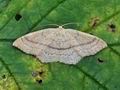 Cyclophora_ruficillaria_bm2937