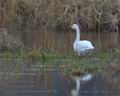 Cygnus_columbianus_ka8256