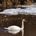 Cygnus_olor_be8064