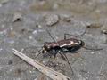 Cylindera_paludosa_bg3070