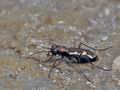 Cylindera_paludosa_bg3097