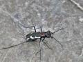 Cylindera_paludosa_bg4940