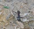 Cylindera_paludosa_bg4945